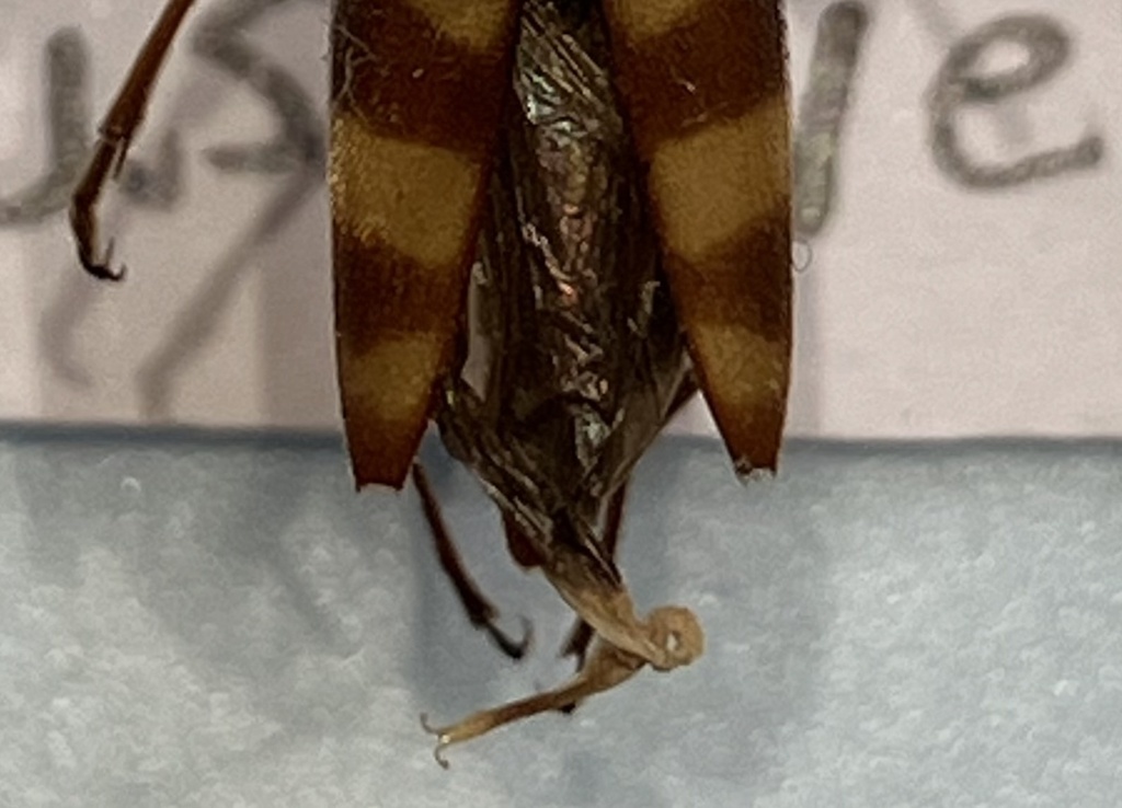 Insect-Parasitising Nematodes from W 37th St, Minneapolis, MN, US on ...