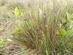 Rostkovia magellanica