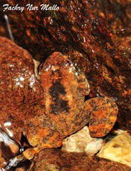 Lowah Frog photo 2