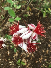 Feijoa sellowiana