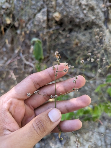 Image of Iresine angustifolia by (c) Abraham Sánchez Romero, some rights reserved (CC BY)