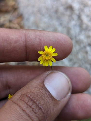 Image of Perityle cuneata by (c) Abraham Sánchez Romero, some rights reserved (CC BY)