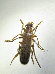 Sparedrus aspersus
