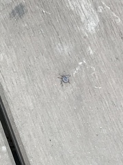 Tessaratoma papillosa