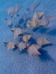Golden Cownose Ray photo 1