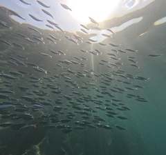 Flatiron Herring photo 2
