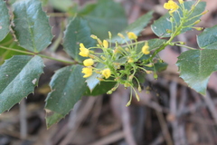 Berberis repens