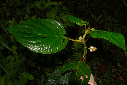 Drymonia killipii
