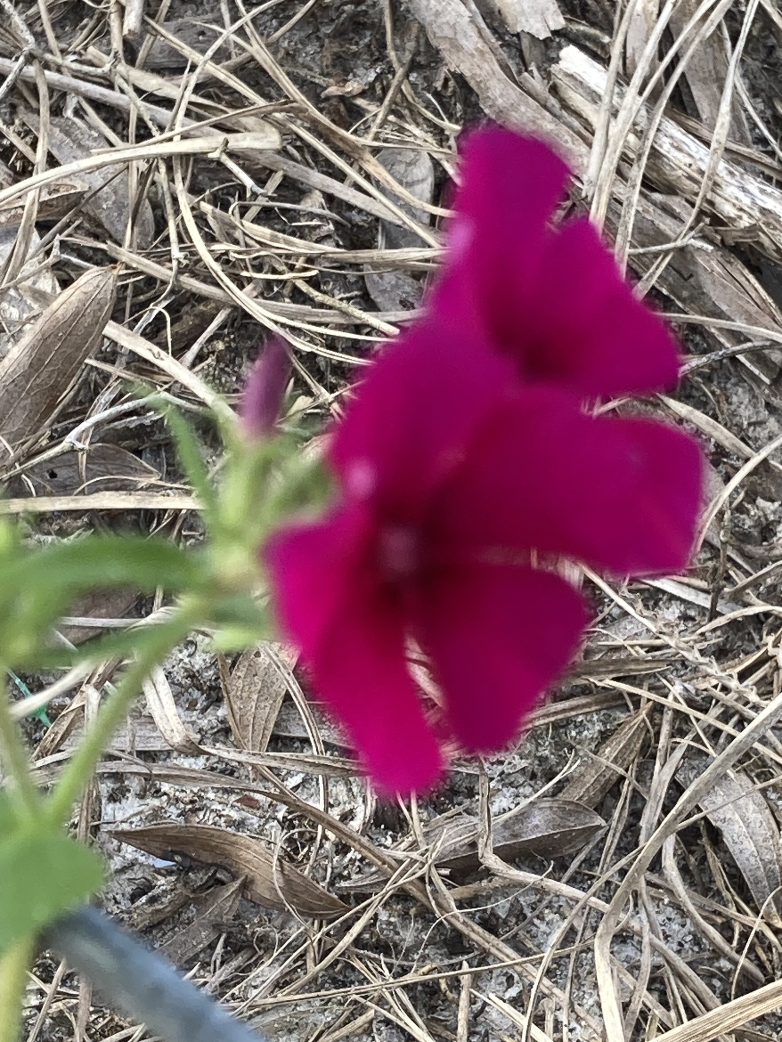 Imagem de Flores-de-Drummond