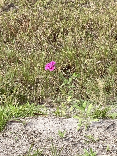 Foto de Flores-de-Drummond