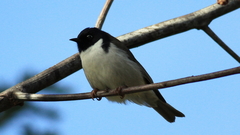 Melithreptus affinis