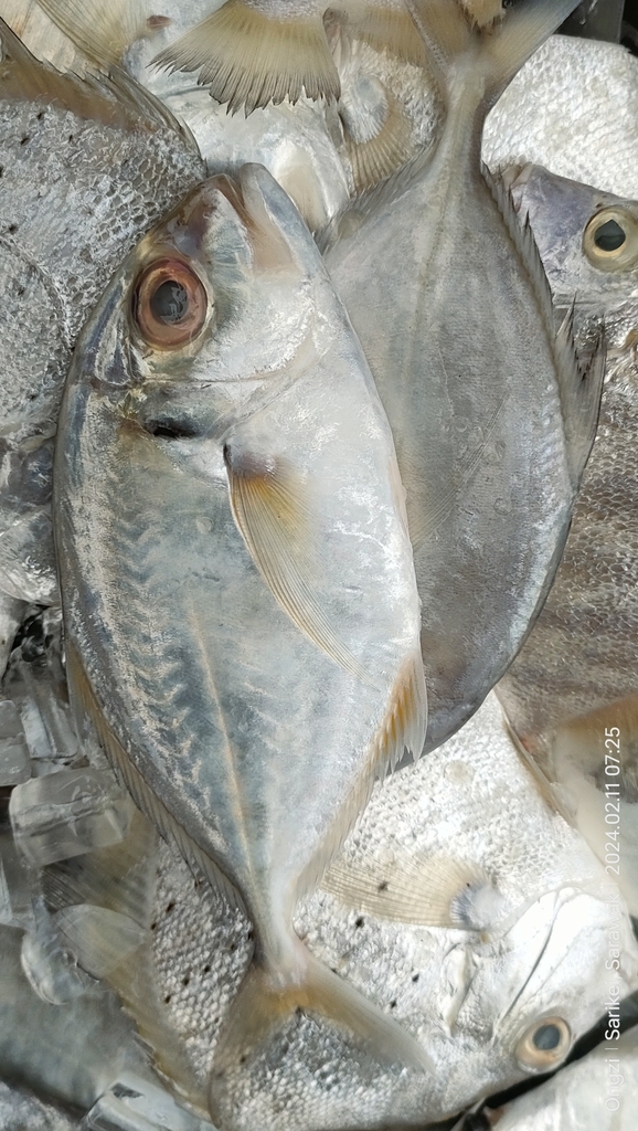 Malabar Trevally