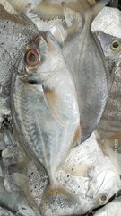 Malabar Trevally photo 1