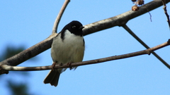 Melithreptus affinis
