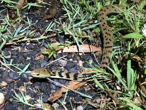 Rough-scaled Snake sighting