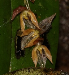 Pleurothallis rowleei image