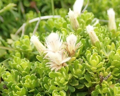 Baccharis magellanica