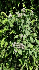 Eupatorium tashiroi