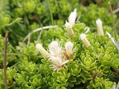 Baccharis magellanica