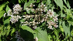Eupatorium tashiroi