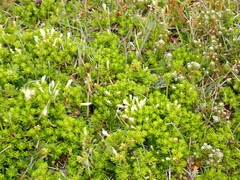 Baccharis magellanica