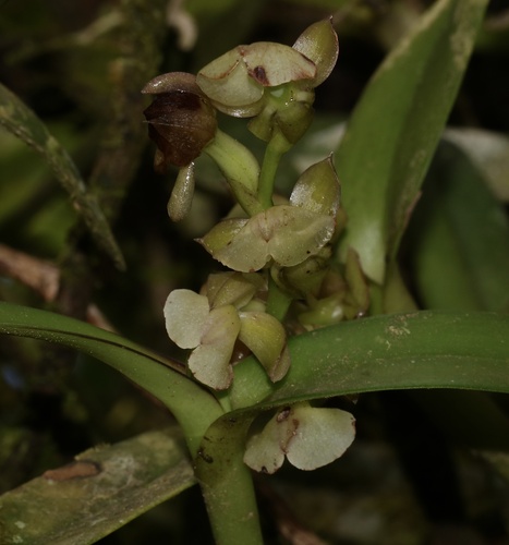 Epidendrum bilobatum Ames 3