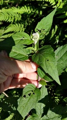 Eupatorium tashiroi