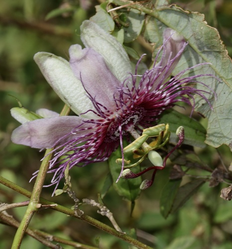 Passiflora oerstedii, photograph 5