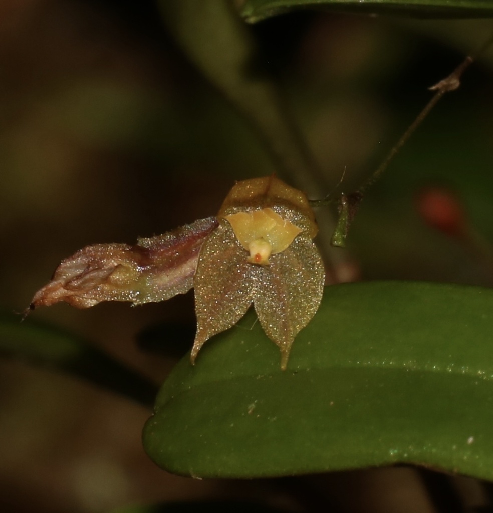 Lepanthes minutilabia