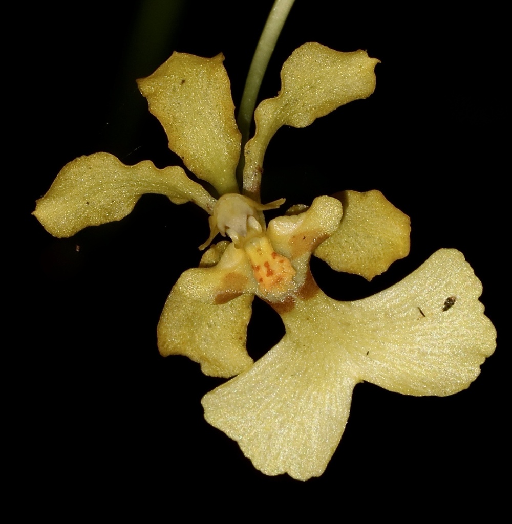 Oncidium obryzatoides