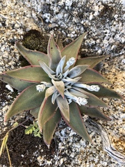 Dudleya abramsii abramsii