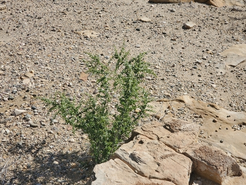 Baja desert-thorn (Lycium brevipes)