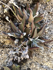 Dudleya abramsii abramsii
