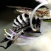 Amegilla murrayensis - Photo (c) tjeales, algunos derechos reservados (CC BY-SA), subido por tjeales