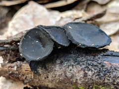 Pseudoplectania