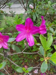 Rhododendron pulchrum phoeniceum