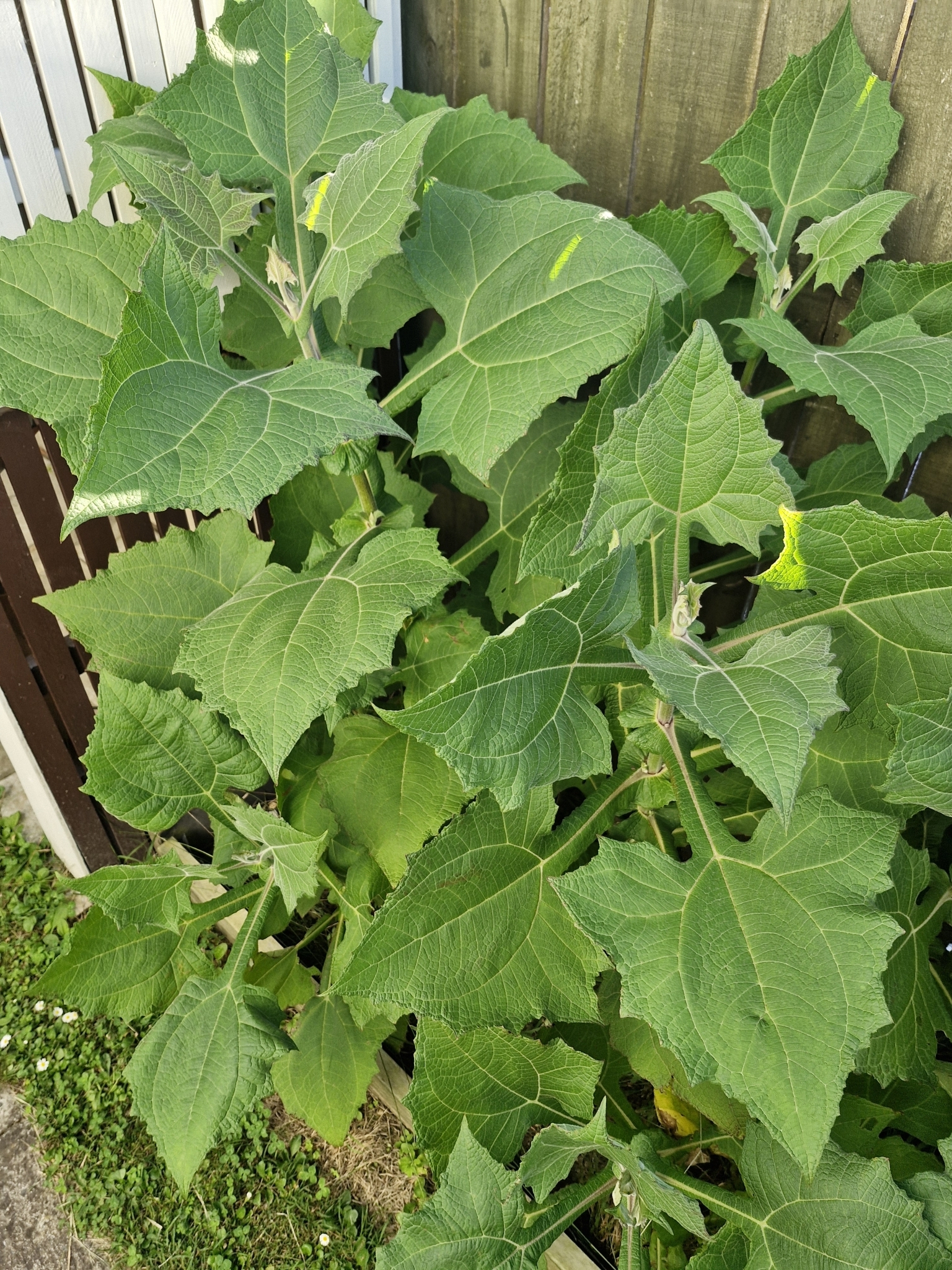 Imagem de Batata iacon