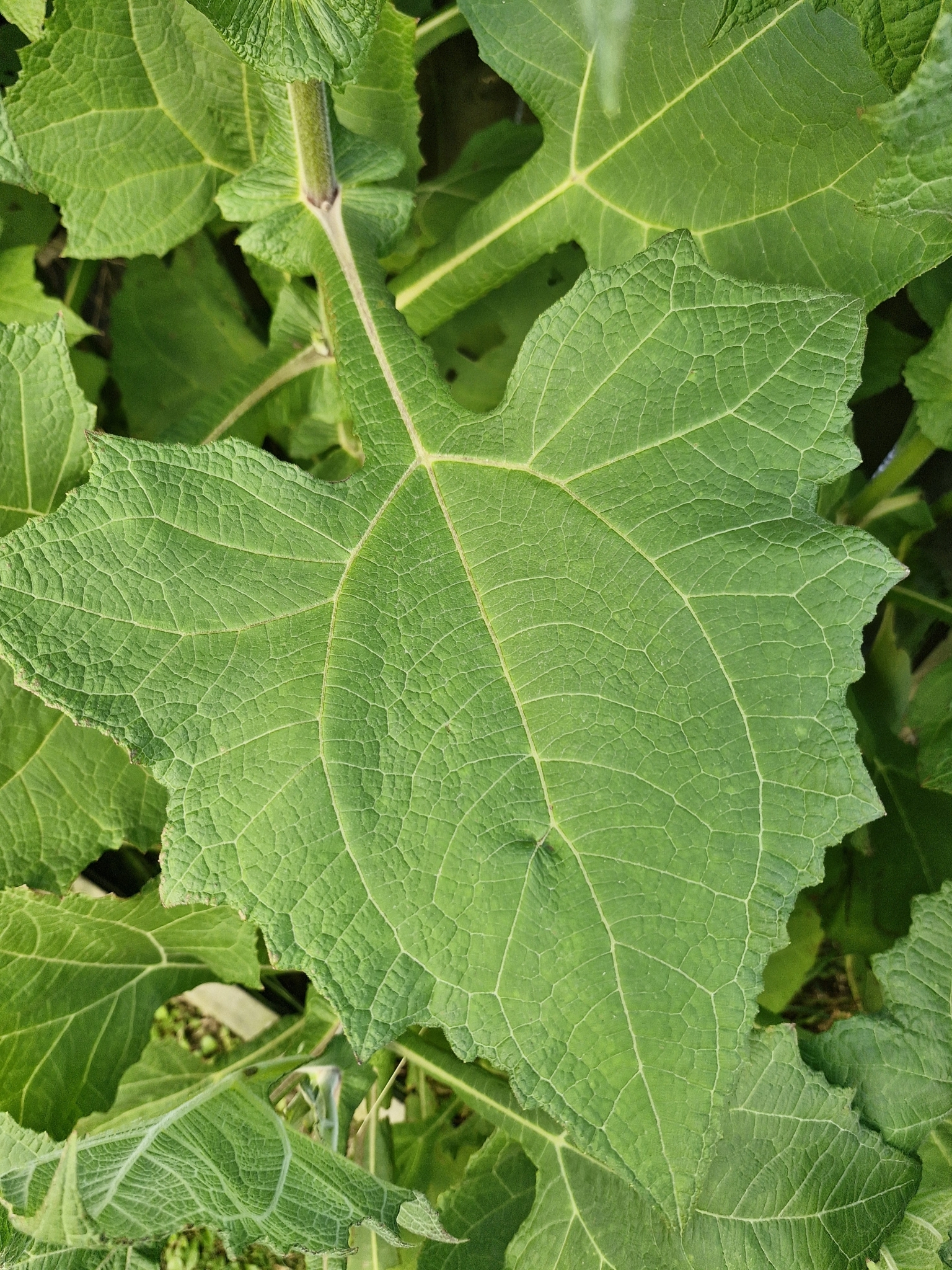 Imagem de Batata iacon