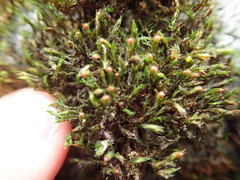 Schistidium apocarpum