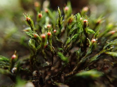 Schistidium apocarpum