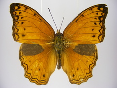 Lachnoptera anticlia