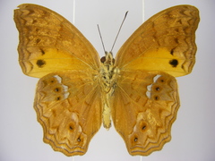 Lachnoptera anticlia