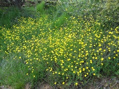 Ranunculus occidentalis occidentalis