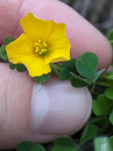 Image of Oxalis californica by (c) James C. Davis, some rights reserved (CC BY-SA)
