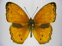 Lachnoptera anticlia