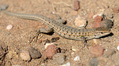 East Iberian Psammodromus