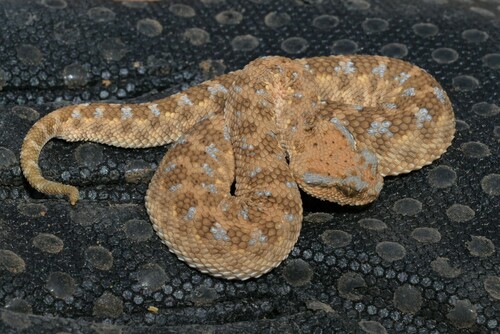 Arabian Horned Viper