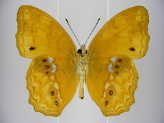 Lachnoptera anticlia