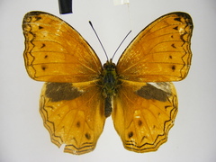 Lachnoptera anticlia