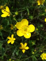 Ranunculus occidentalis occidentalis